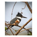 Search for kingfisher posters Birdwatching