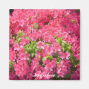 Search for azaleas magnets Pink
