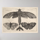 Search for large wings posters Butterflies