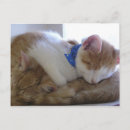 Recherche de refuge invitations Chat