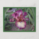 Search for bearded iris postcards Garden