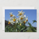 Recherche de solanum Fleur