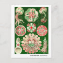 Search for cnidaria Kunstformen der natur