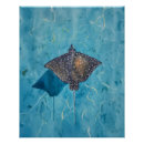 Search for stingray posters Ocean