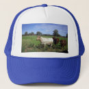 Search for herding baseball hats Cattle