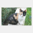 Search for phantom stickers Cat