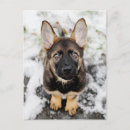 Search for looking up postcards Animal