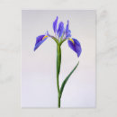 Search for bulb vertical postcards Iris