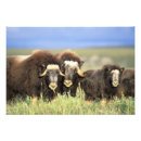 Recherche de grenier posters Faune