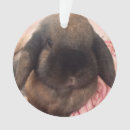 Search for lop rabbit ornaments Holland