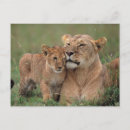 Recherche de safari au kenya cartes postales Savane