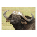 Recherche de savane africaine posters Faune