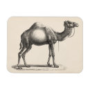 Recherche de dromadaire magnets Faune