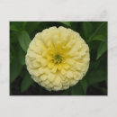 Search for zinnia flower postcards Pretty