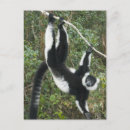 Recherche de variation cartes postales Animal