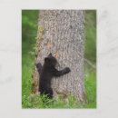Search for danita delimont postcards Cub