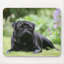 Recherche de balai tapis souris Noir