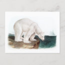 Search for audubon postcards Drawing
