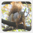 Search for squirrel nuts stickers Cute
