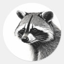 Recherche de racoon autocollants Raton laveur
