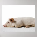 Search for lying down posters Animal