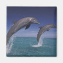 Search for bottlenose dolphin magnets Pair