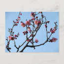 Recherche de fleur prune cartes postales Nature