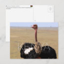 Recherche de autruche cartes postales Faune