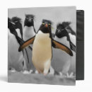 Search for penguins image binders Birds