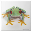 Recherche de grenouille carreaux Humour