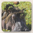 Search for hippos coasters Nature