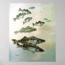 Search for walleye art Pike