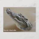 Recherche de crocodiles cartes postales Family