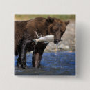 Recherche de ours brun badges Alaska