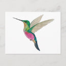 Recherche de colibri bleu cartes postales Oiseau
