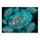 Search for eukaryotes Eukaryotic