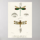 Search for vintage dragonfly posters Butterflies