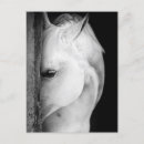 Recherche de noir de cheval blanc cartes postales Vintage