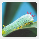 Recherche de caterpillar autocollants Coloré