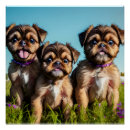 Recherche de griffons posters Chiot