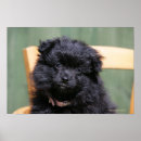 Recherche de spitz nain posters Chien