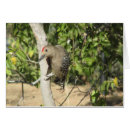 Recherche de piverts cartes postales Nature