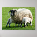 Search for sheep lamb posters Lambs