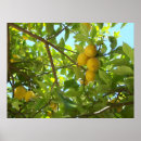 Search for fruity posters Yellow