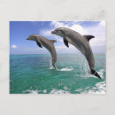 Search for delfin postcards Nature