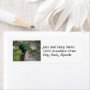 Search for mallard return address labels Animals