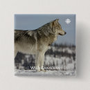 Recherche de loups sauvages badges Nature