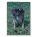 Search for skippy Kangaroo