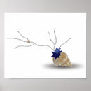 Search for seashell quote Coast