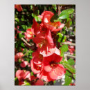 Recherche de japonica posters Nature